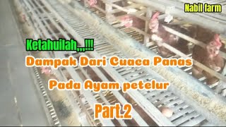 Cuaca panas dan dampaknya pada ayam petelurNabil farm [upl. by Aicia]