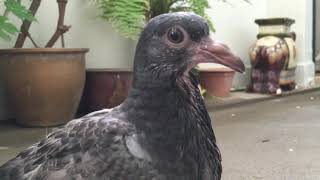 What Sound Does a Baby Pigeon Make [upl. by Trainor]