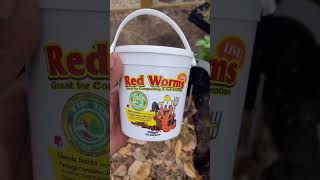 How to build a worm composter A simple DIY project [upl. by Irah]