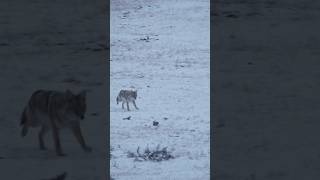 Coyote on a String to 100 yards coyotehunting hunting [upl. by Anyala]