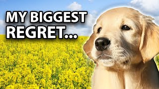 I Wish I Knew THIS Before Getting A Golden Retriever Puppy [upl. by Eiggem]