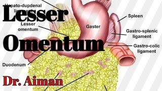 Lesser Omentum Made Easy  Anatomy Of Lesser Omentum  Dr Aiman [upl. by Marlane]