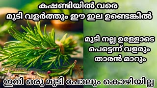 തലമുടി നല്ല ഉള്ളോടെ പെട്ടെന്ന് വളരാനും താരൻ മാറാനും ഈ ഇല ഇങ്ങനെ ഉപയോഗിച്ചാൽ മതി Rosemary water tips [upl. by Nitniuq]