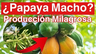 Cómo Hacer Producir a una Planta “Macho” de Papayas [upl. by Beuthel319]