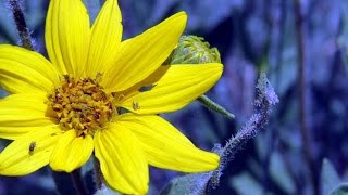 How to use Arnica [upl. by Evets523]