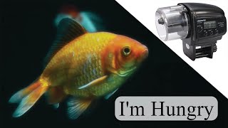 Automatic Fish Feeder – Automate Your Aquarium [upl. by Grace]