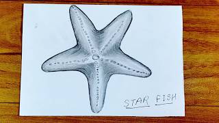 Pencil sketch  How to draw starfish  star fish drawing with pencil [upl. by Trilley564]