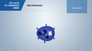 Neutrophiles [upl. by Sims]