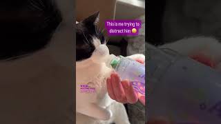 Cats holds his breath during asthma treatment asthma cats [upl. by Metabel813]