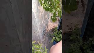 🙈🙈 plants gardening garden tamil gardeningtips jadeplant terracegardning [upl. by Vogele524]