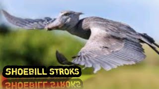 Shoebill  storks  Amazing Birds  Beautiful Birds  facts [upl. by Aeret]