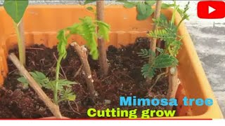 Mimosa tree cutting grow [upl. by Ahsele]