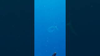 Giant Dogtooth Tuna Spearfishing In Madagascar  Coatesmans Devilfish Rodeo Part 1 [upl. by Claudian881]