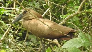 Hamerkop Scopus umbrette [upl. by Ike]