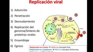 Replicación viral inmunología y virología SESIÓN IX [upl. by Feenah]