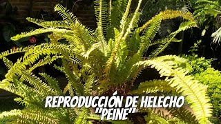 ¿Como reproducir un helecho por división de planta [upl. by Ellerud462]