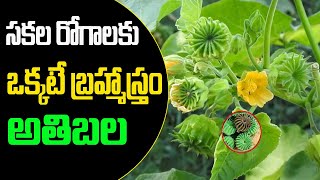 1000 రోగాలను నయం చేసే శక్తి దీనికి ఉంది  Atibala plant Benefits  DrBVR  Nature cure [upl. by Cyprian112]