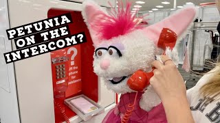 PETUNIA INFILTRATES TARGET [upl. by Bilicki]