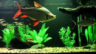 Flagtail Prochilodus in 180 Gallon Fish Tank [upl. by Ramat15]