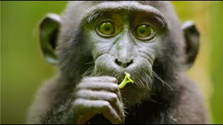 Best Monkey Moments  BBC Earth [upl. by Stedmann199]