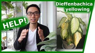 Houseplant QampA Dieffenbachia yellowing peace lily brown tips [upl. by Isyed]