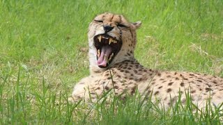 Jachtluipaard  Guépard  Cheetah  Monde Sauvage Aywaille [upl. by Bucher]