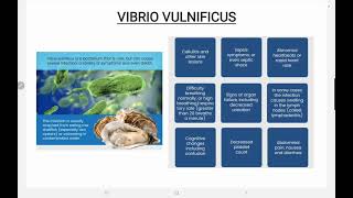 Vibrio Vulnificus [upl. by Sturges]