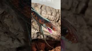 California redsided garter snake eats frozenthawed mouse Thamnophis sirtalis infernalis [upl. by Feingold]