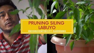 Paano magpruning ng Siling Labuyo How to prune plants  Nognog in the City [upl. by Adur]