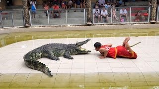 Thailand Crocodile Farm  The most DANGEROUS job in the world [upl. by Enelehcim51]