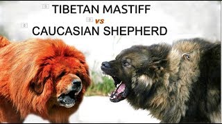 Tibetan mastiff Vs Caucasian shepherd Breed Info and Comparison [upl. by Assehc]