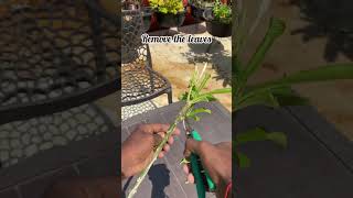 How to grow plumeria plant from cuttings 🌱 [upl. by Petulah304]