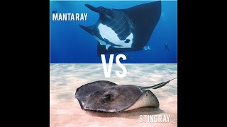 Manta Rays vs Stingrays  Unveiling the Differences [upl. by Alokin]