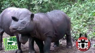 Exciting Sumatran Rhino NewsCincinnati Zoo [upl. by Valli449]