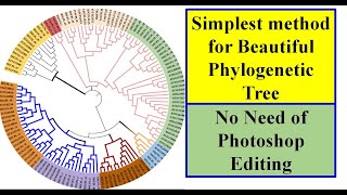 Phylogenetic Tree Construction iTol Genomewidestudy [upl. by Heyra]