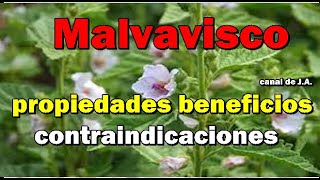 Malvavisco propiedades beneficios y contraindicaciones [upl. by Oralla866]