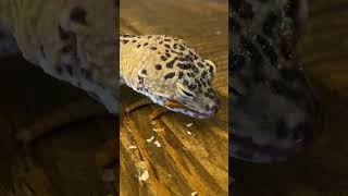 Clips of my geckos eating They are so adorable [upl. by Anazus597]