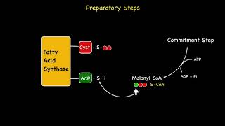 Chain Elongation and Fatty Acid Synthesis [upl. by Gambrill]