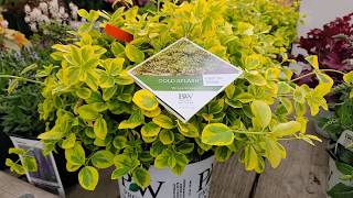 Gold Splash® Wintercreeper Euonymus  OUTSTANDING COLORFUL Yearround Ground Cover [upl. by Ynagoham301]