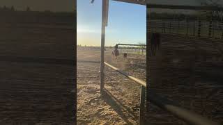 Team roping practice🤠 roping brother california rodeo horses teamroping teamroper [upl. by Chamberlain]