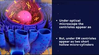 centriole Centrosome cell organelle animation cellchapter 1 biology 11 [upl. by Notnef665]