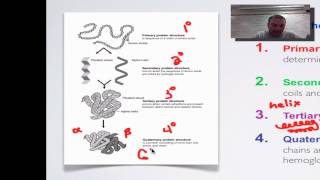 Screencast 2C Part 2  Protein Structure amp Function [upl. by Uziel]