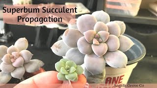 Succulent Propagation Graptopetalum Superbum  Angels Grove Co [upl. by Ackerman]