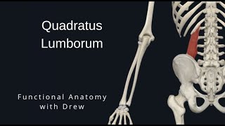 Quadratus Lumborum [upl. by Ytinav]