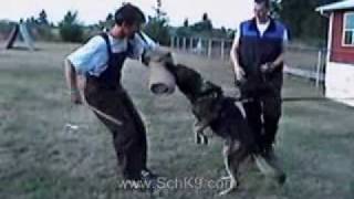 Schutzhund Protection Training [upl. by Wesle]