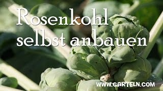 Rosenkohl Kohlsprossen pflanzen [upl. by Rona974]