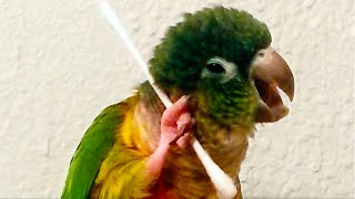 Funniest Birds Around the World [upl. by Nosdrahcir]