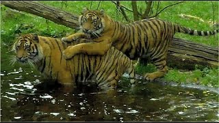 Sumatra Tigers  Berani Frankfurt Zoo  Dhjala Champrépus Normandie [upl. by Hinze]