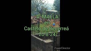 A MALLA en Castelo de Becerreá 20824 [upl. by Ciel]