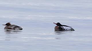 Redbreasted Merganser Mating Display [upl. by Ettelimay278]